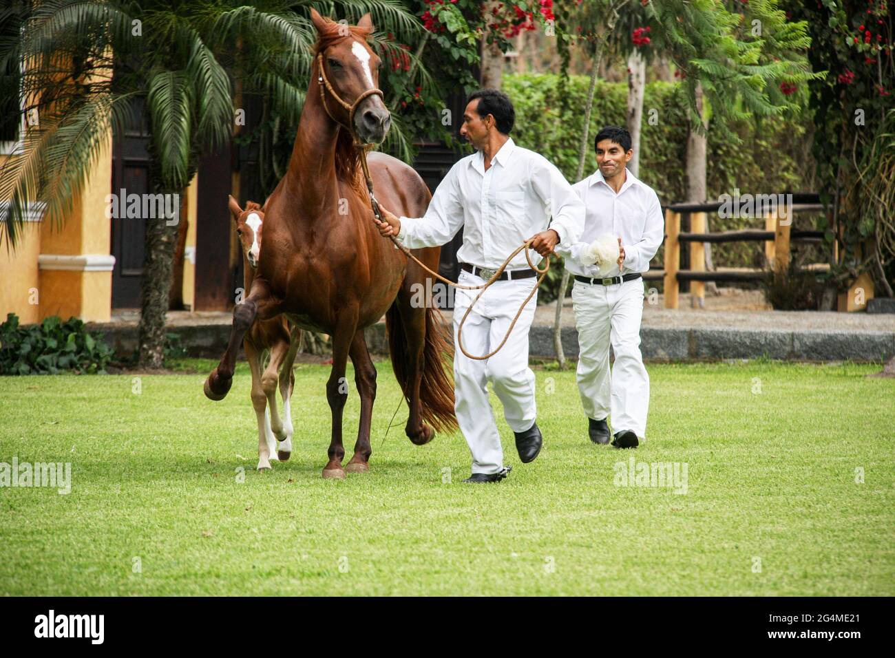 Peruvian Paso Horses at Hacienda Mamacona Stock Photo
