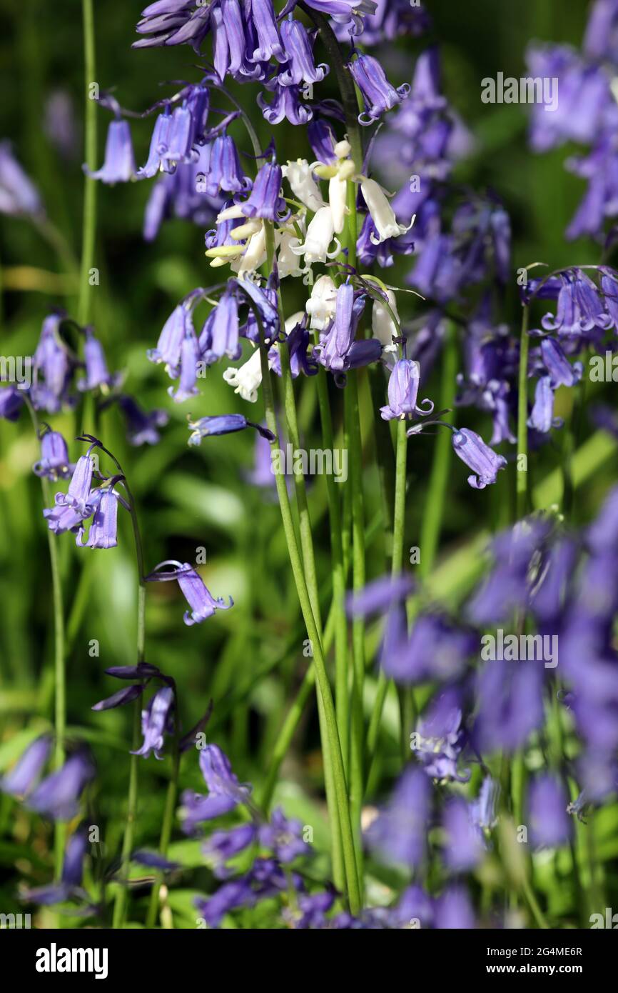 English Woodland. A white Bluebell flower amongst the more common blue coloured flowers growing in  ancient Surrey Woodland, England. Stock Photo
