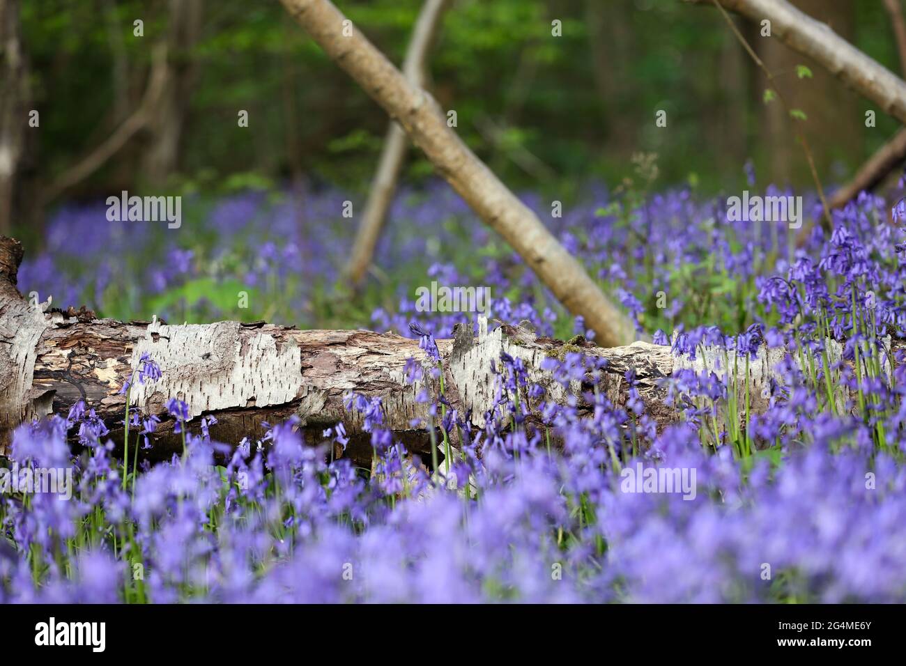 English Woodland. A dead decaying tree lies amongst Bluebell  flowers in an ancient Surrey Woodland, England. Stock Photo