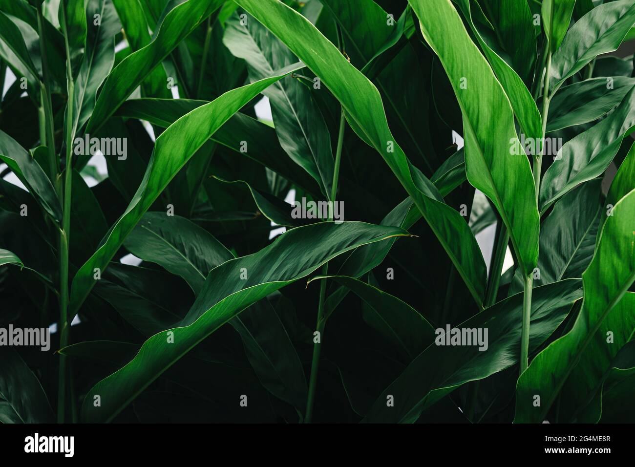 Fresh long green leaves growth background Stock Photo
