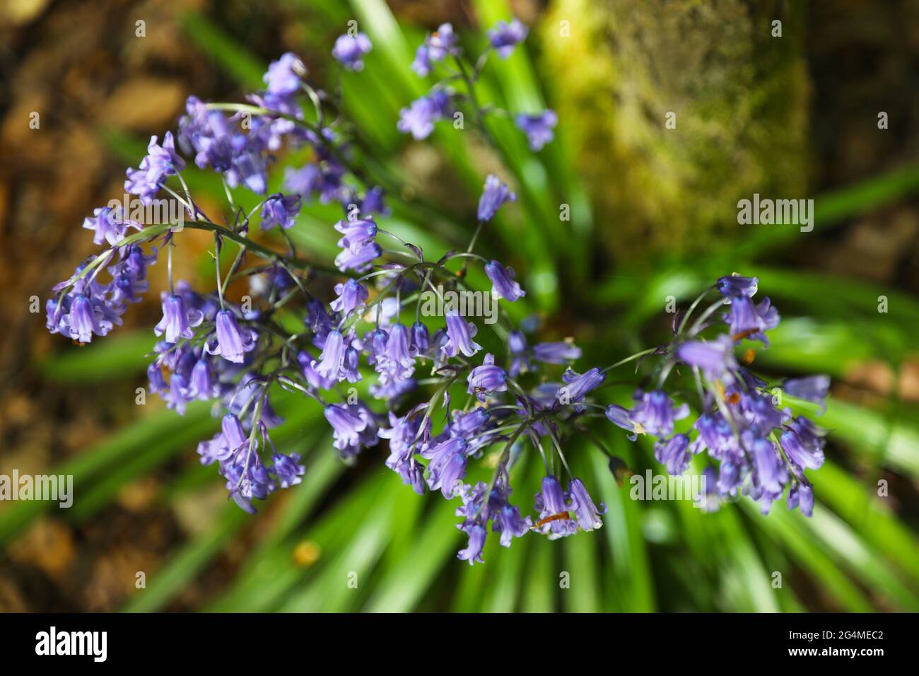 English Woodland. A clump of Bluebell flowers, viewed from above, growing at One Tree Hill ancient woodland in Kent, England. Stock Photo
