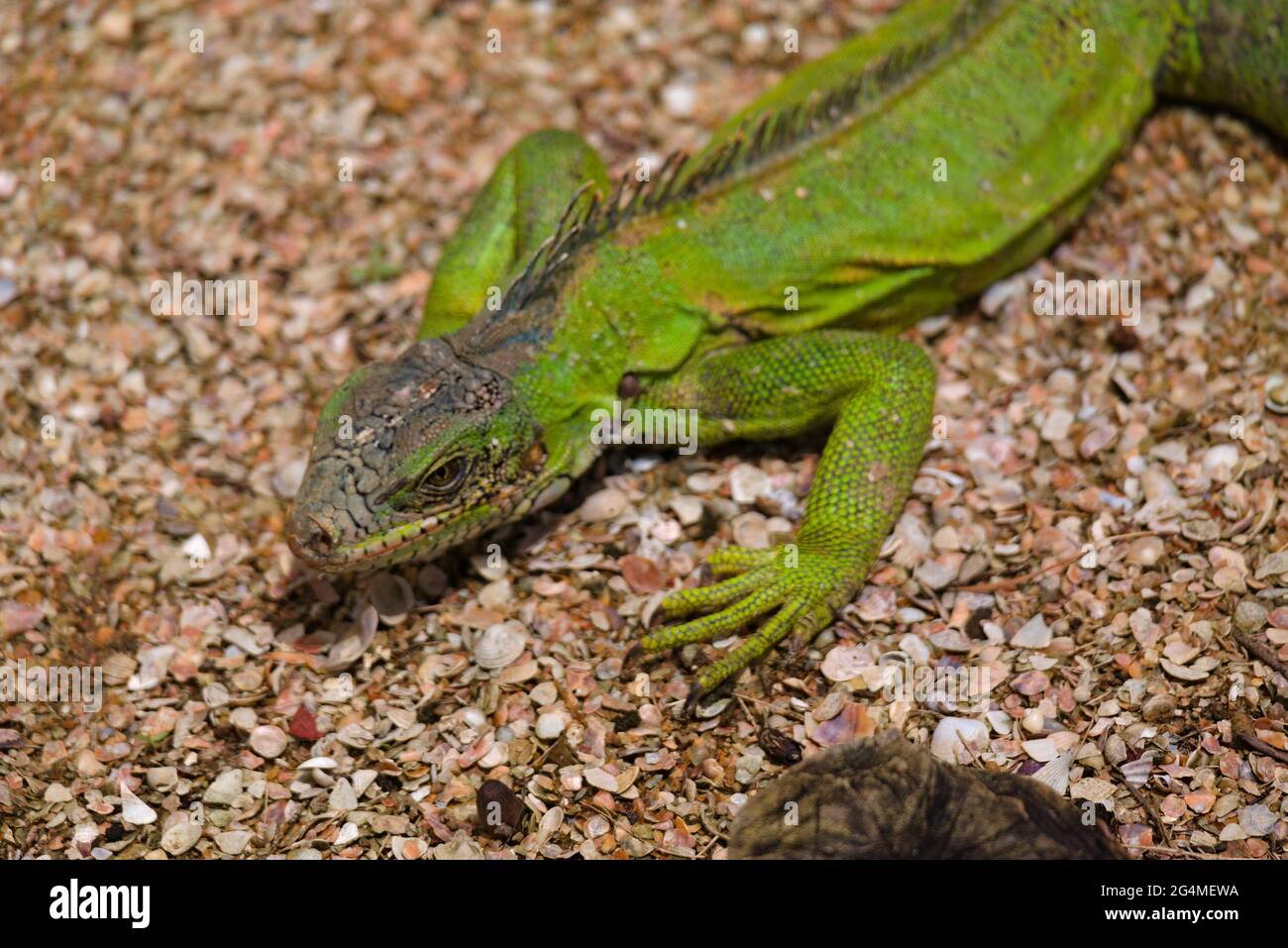 High angle shot of an exotic lizard with beautiful green skin captured ...