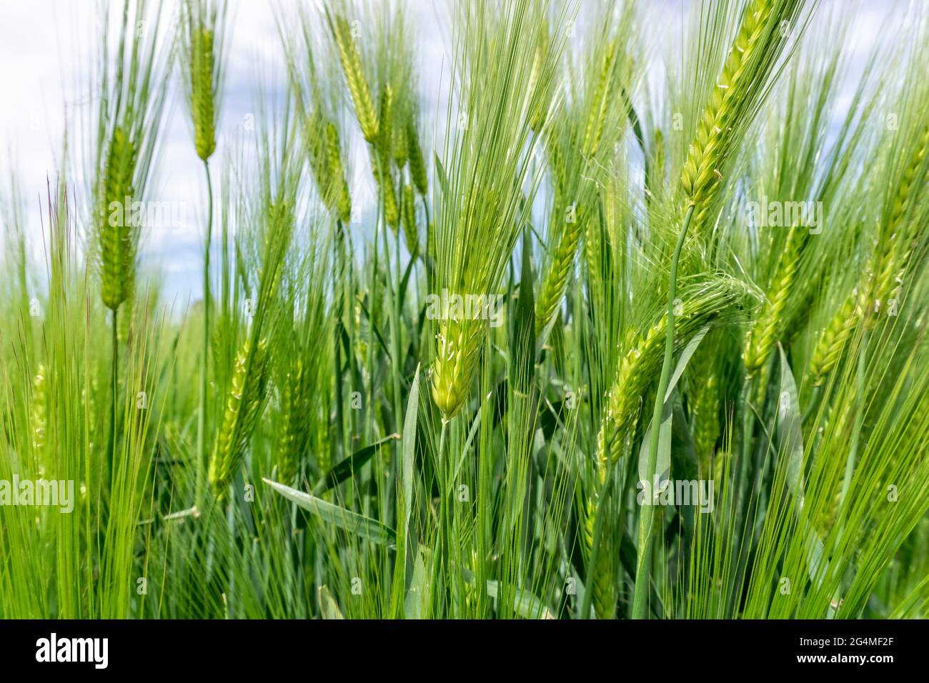Field with barley in Hesse Stock Photo