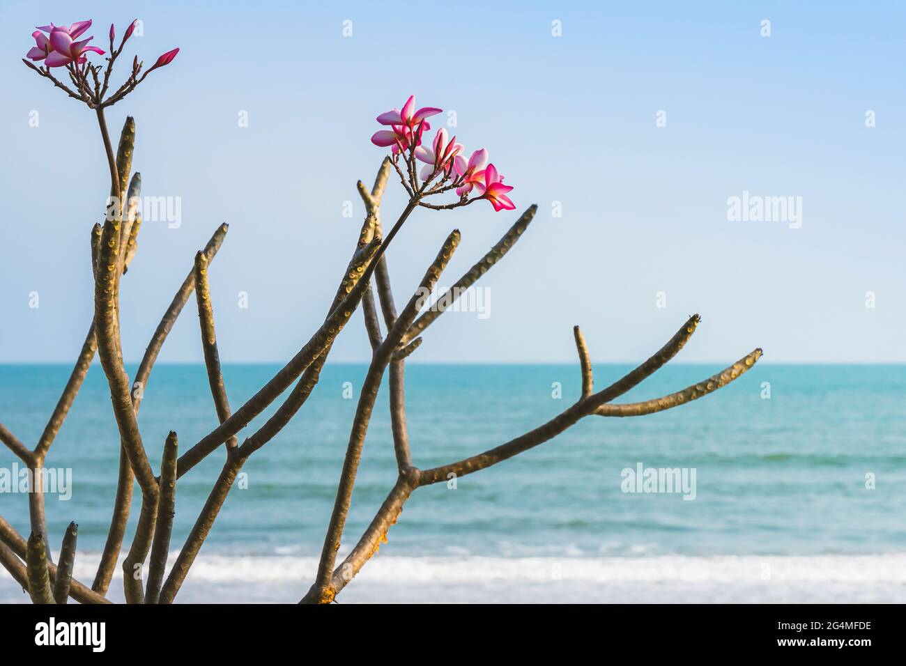 A bouquet of Champa flowers that grow on the beach. Plumeria flower on