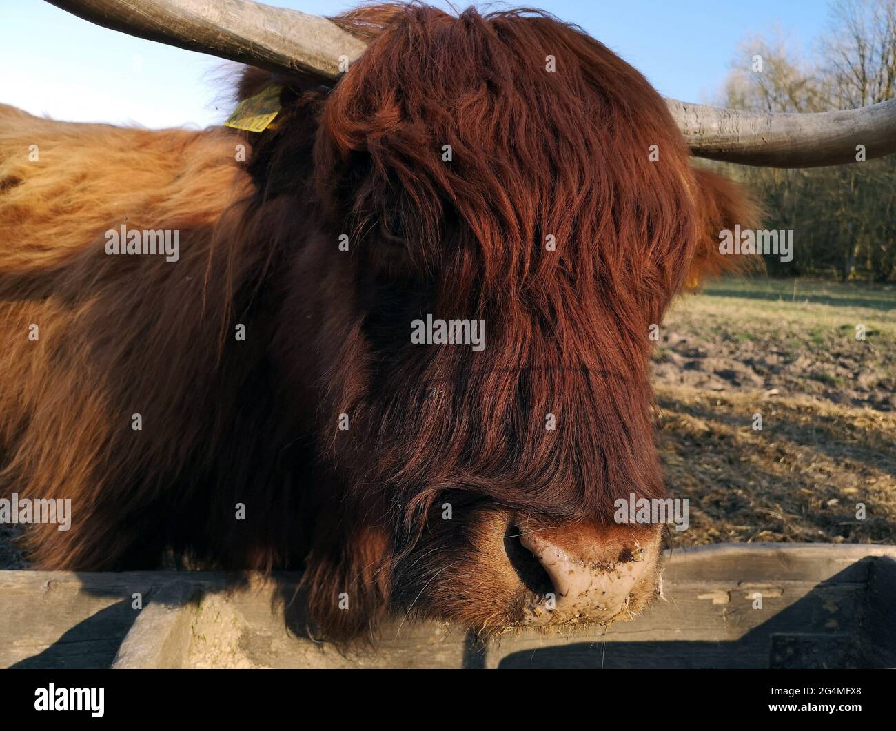 Selective focus shot of a bull Stock Photo