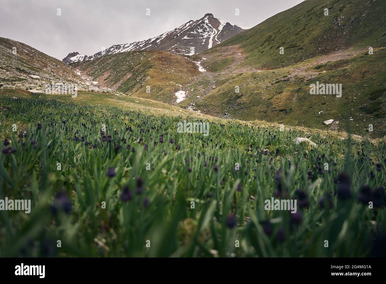Beautiful scenery of the mountain snowy peak and purple alpine flowers on Almaty, Kazakhstan Stock Photo