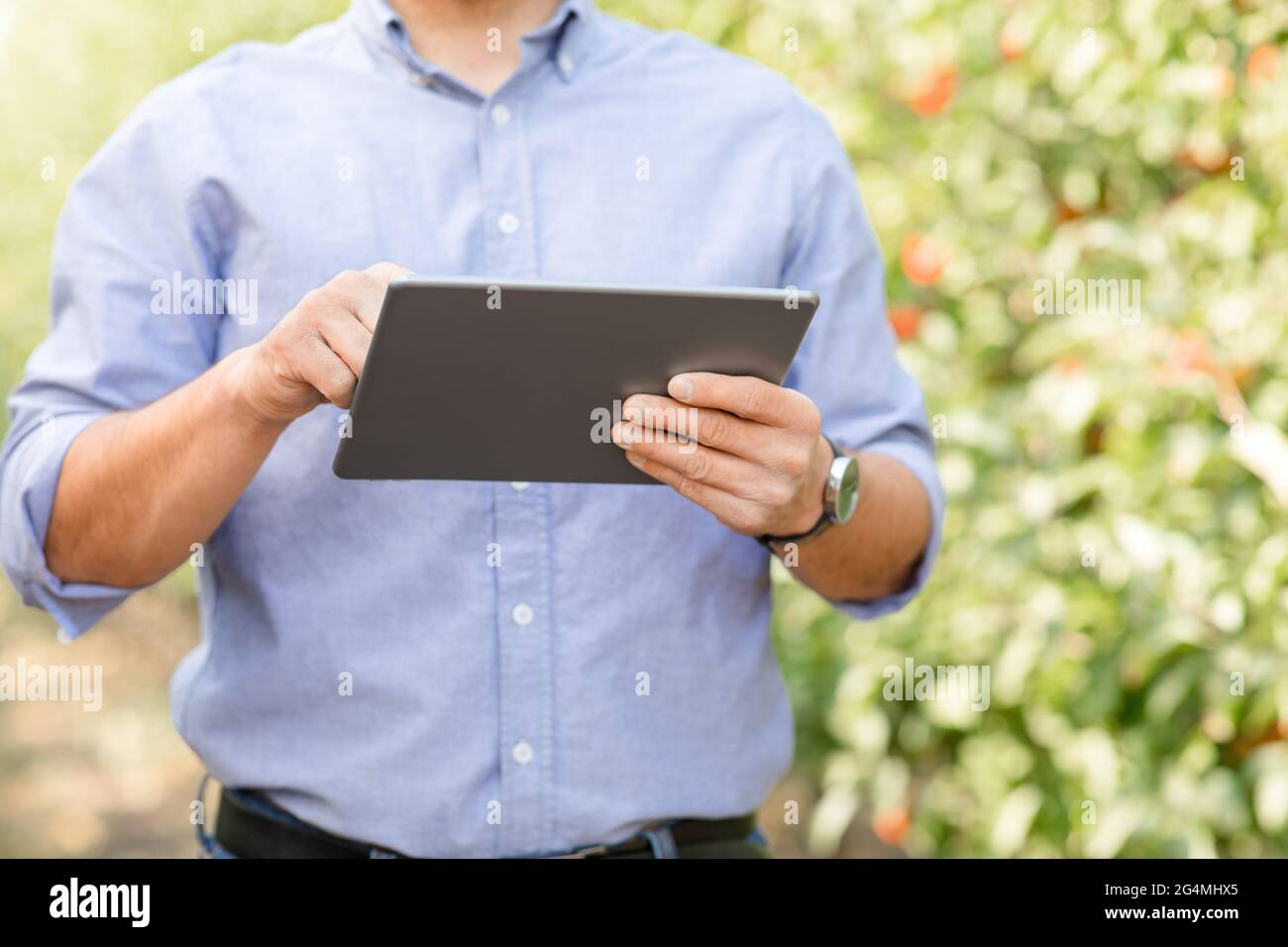 Smart farm management, growing organic fruits, control cultivation with mobile device Stock Photo