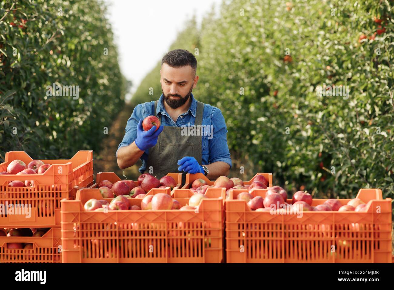 Harvest season agriculture, quality control, gardener or owner working