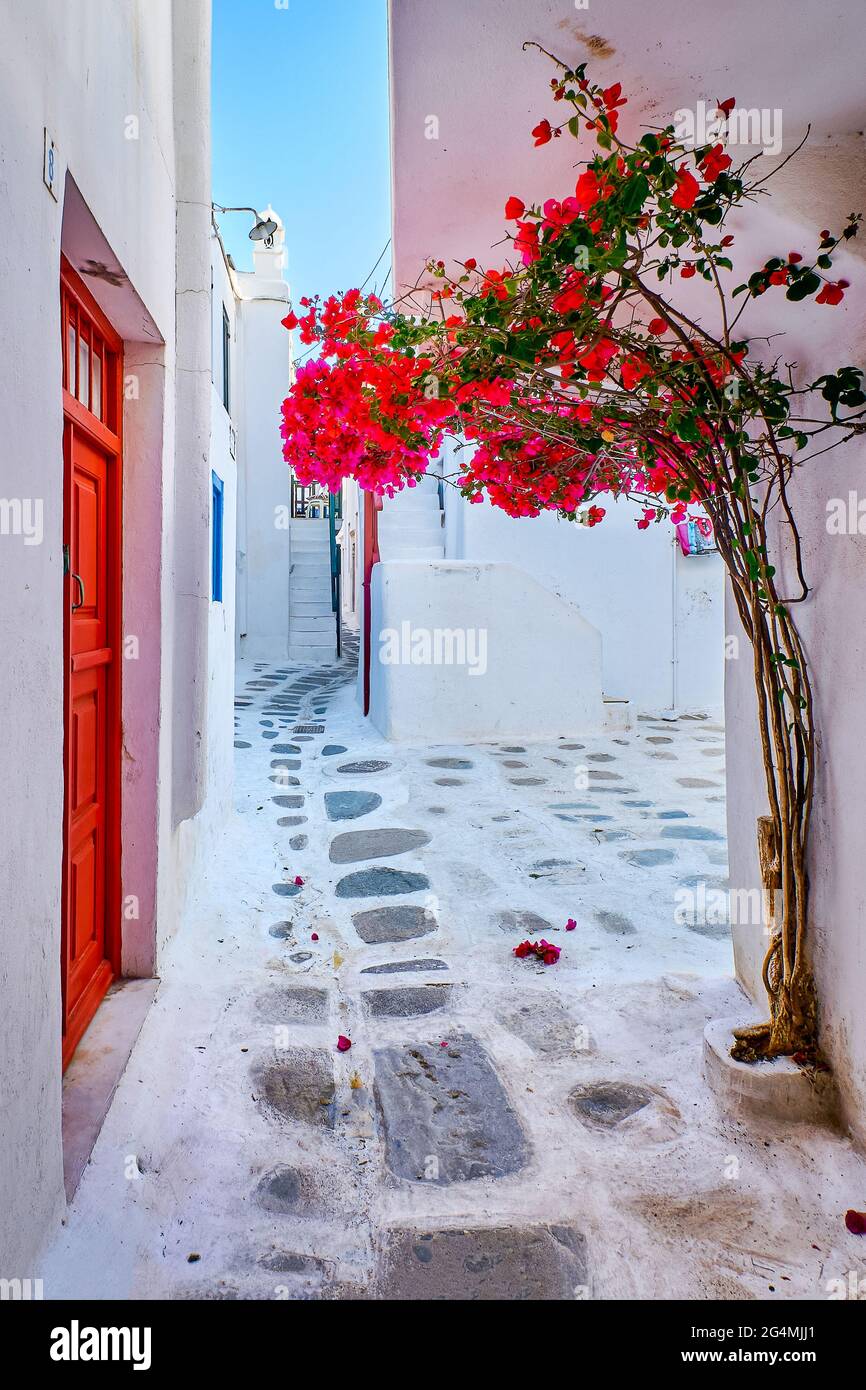 Romantic traditional alleyways of Greek island towns. Whitewashed walls, colorful doors, pink bougainvillea, cobblestone streets. Mykonos, Greece Stock Photo