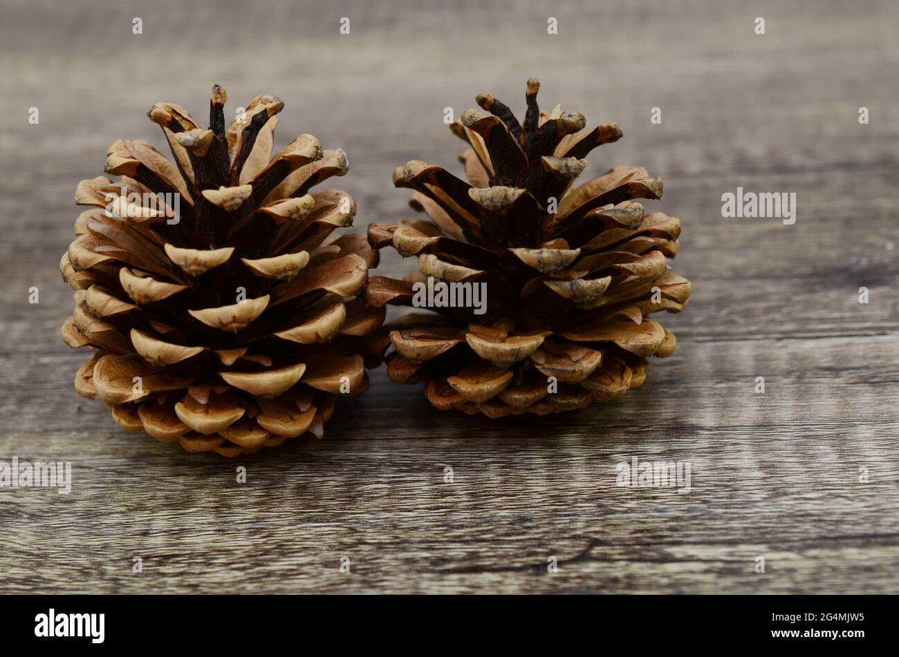 Two pinecones on wooden Stock Photo