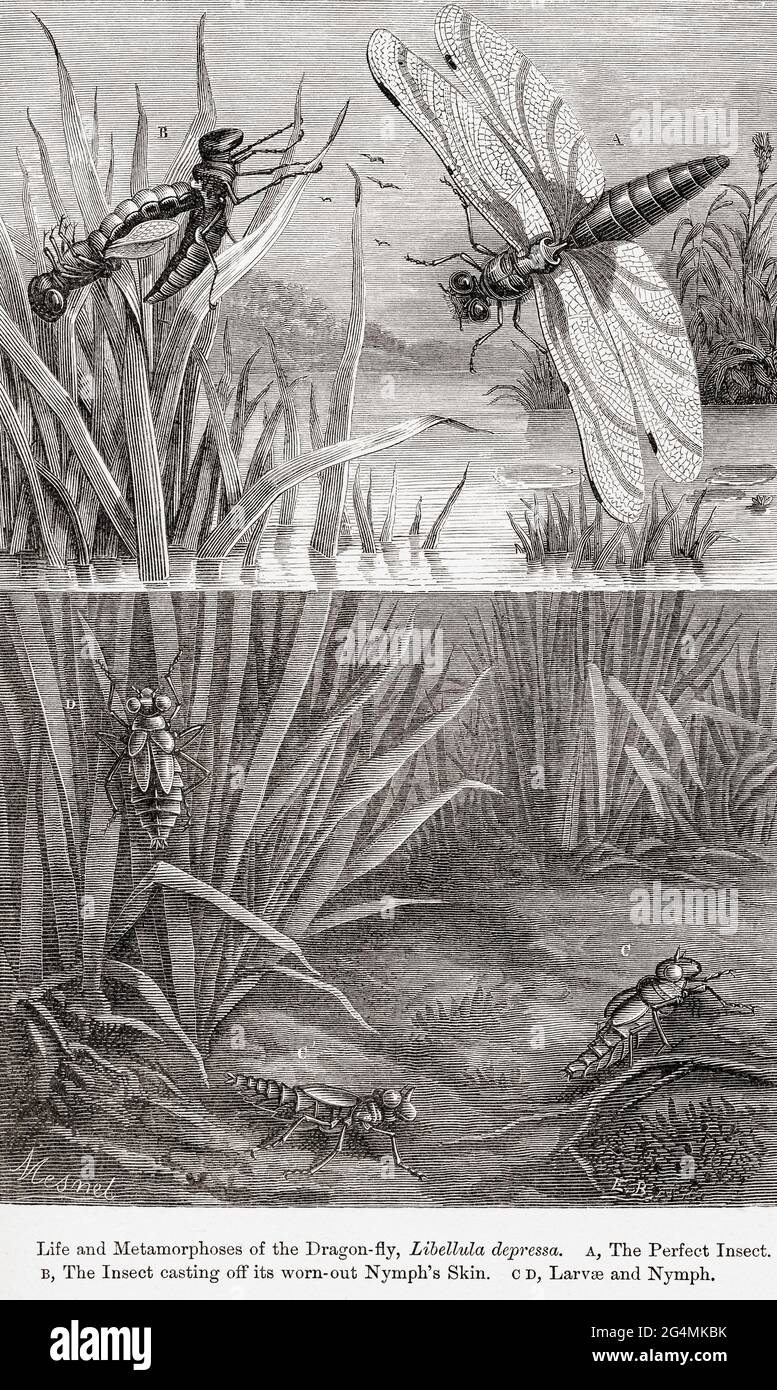 The life and metamorphoses of the Dragonfly, (Libellula depressa). A. The perfect insect   B. The insect casting off its worn out nymph's skin  C. D. Larvae and nymph.  From The Universe or, The Infinitely Great and the Infinitely Little, published 1882. Stock Photo