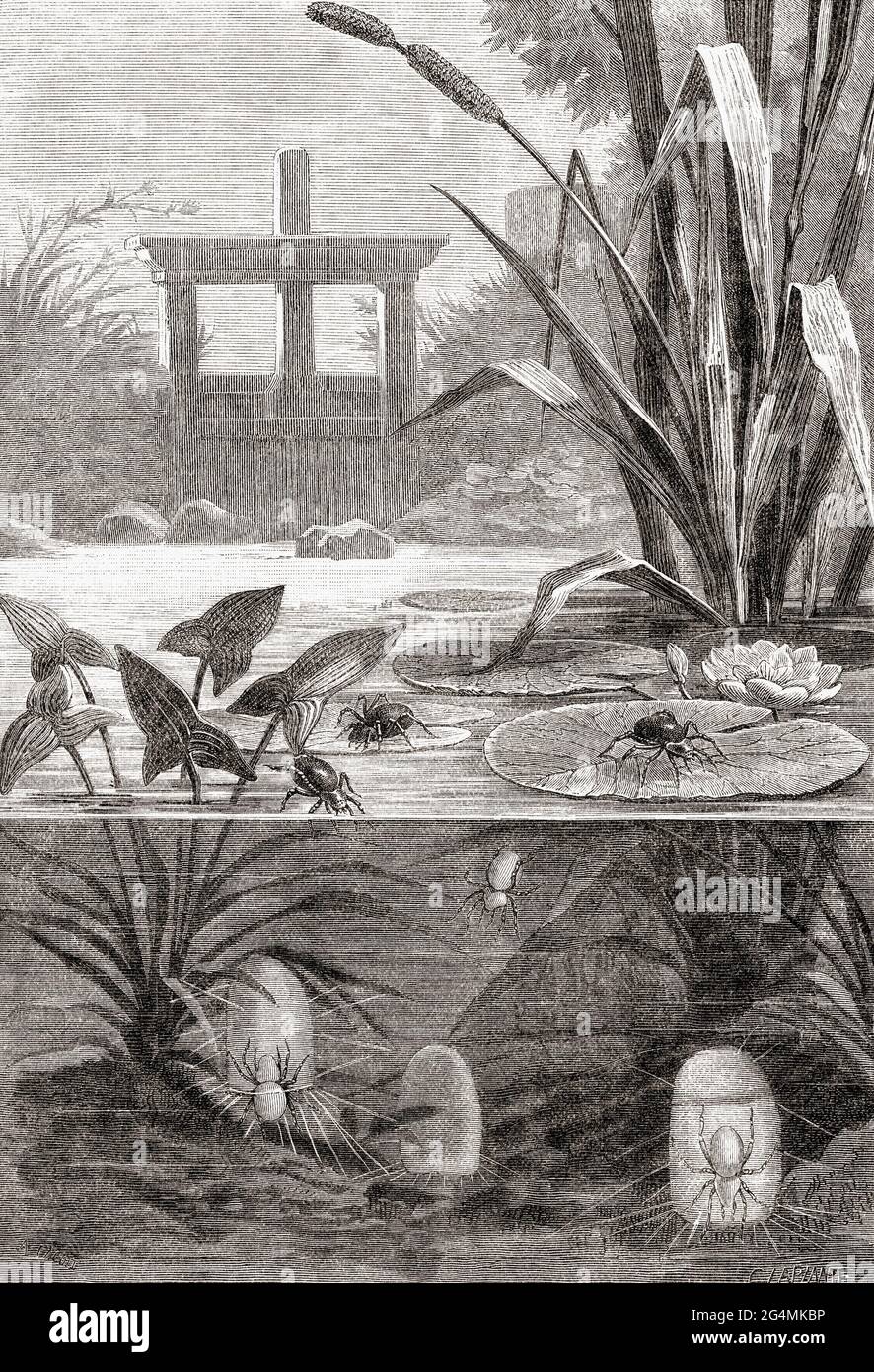 The diving bell spider or water spider (Argyroneta aquatica), top, and its diving bell, bottom. This is the only species of spider known to live nearly all the time underwater. From The Universe or, The Infinitely Great and the Infinitely Little, published 1882. Stock Photo