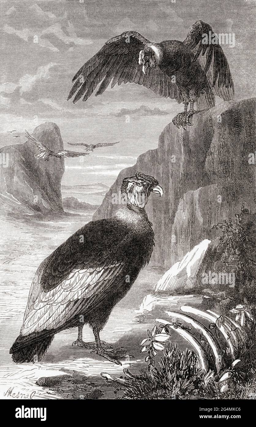 The Andean Condor, (Vultur gryphus).  From The Universe or, The Infinitely Great and the Infinitely Little, published 1882. Stock Photo