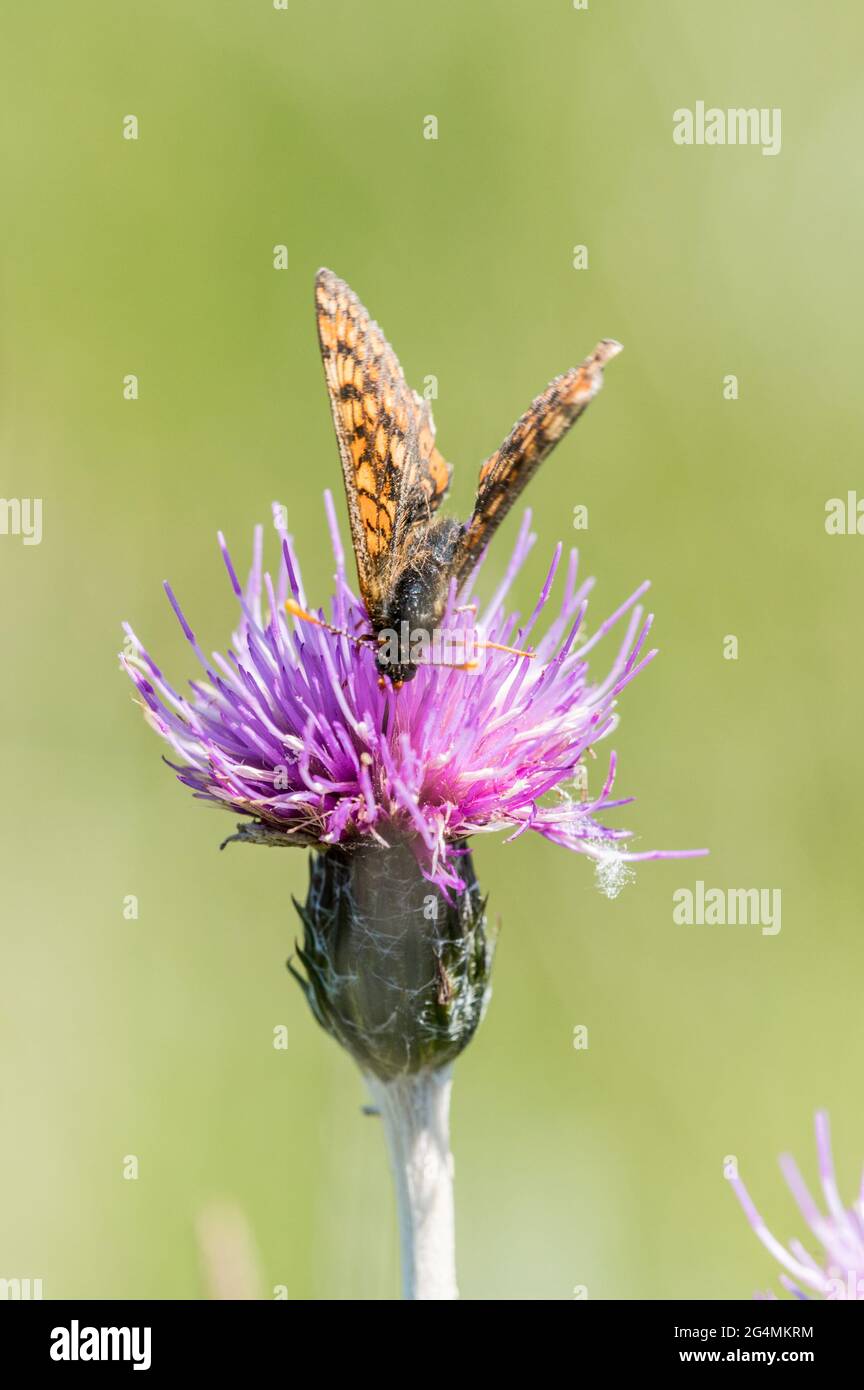 Marsh fritillary butterfly feeding on Meadow thistle flower Stock Photo