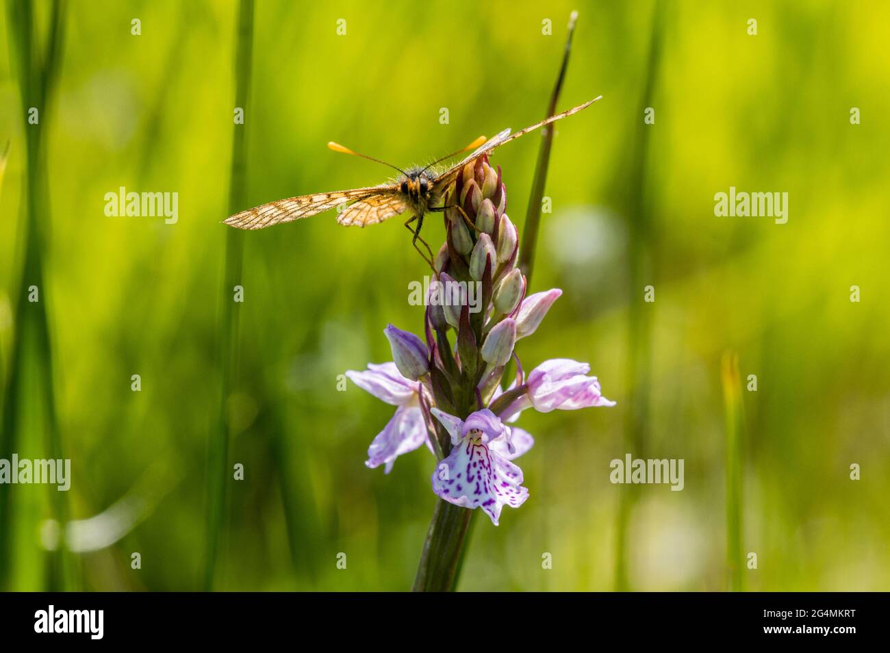 Marsh fritillary butterfly resting on Heath spotted orchid Stock Photo