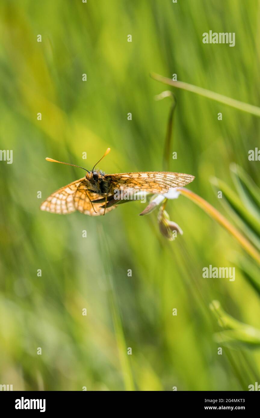 Marsh fritillary butterfly resting and guarding territory Stock Photo