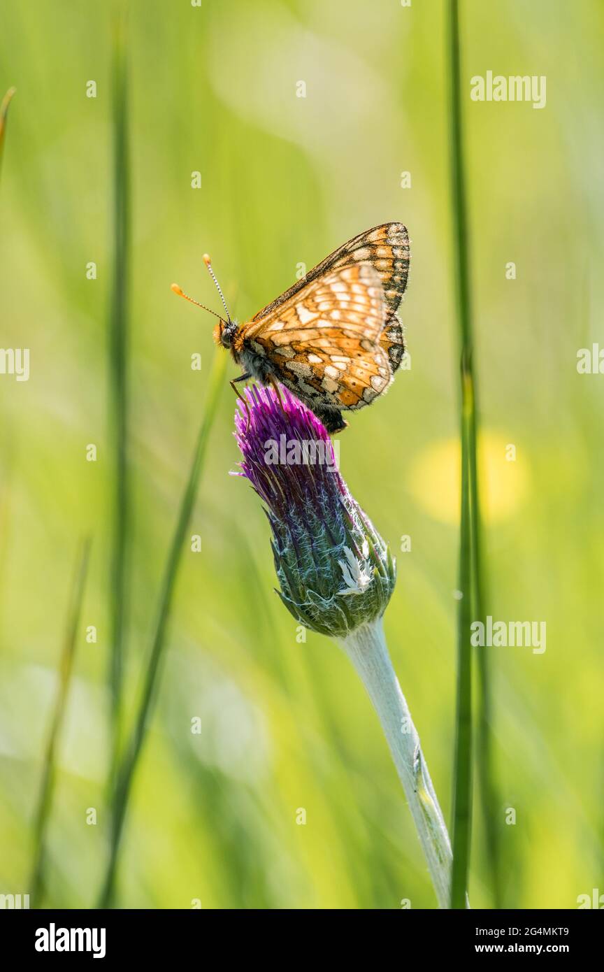 Marsh fritillary butterfly resting on Meadow thistle Stock Photo