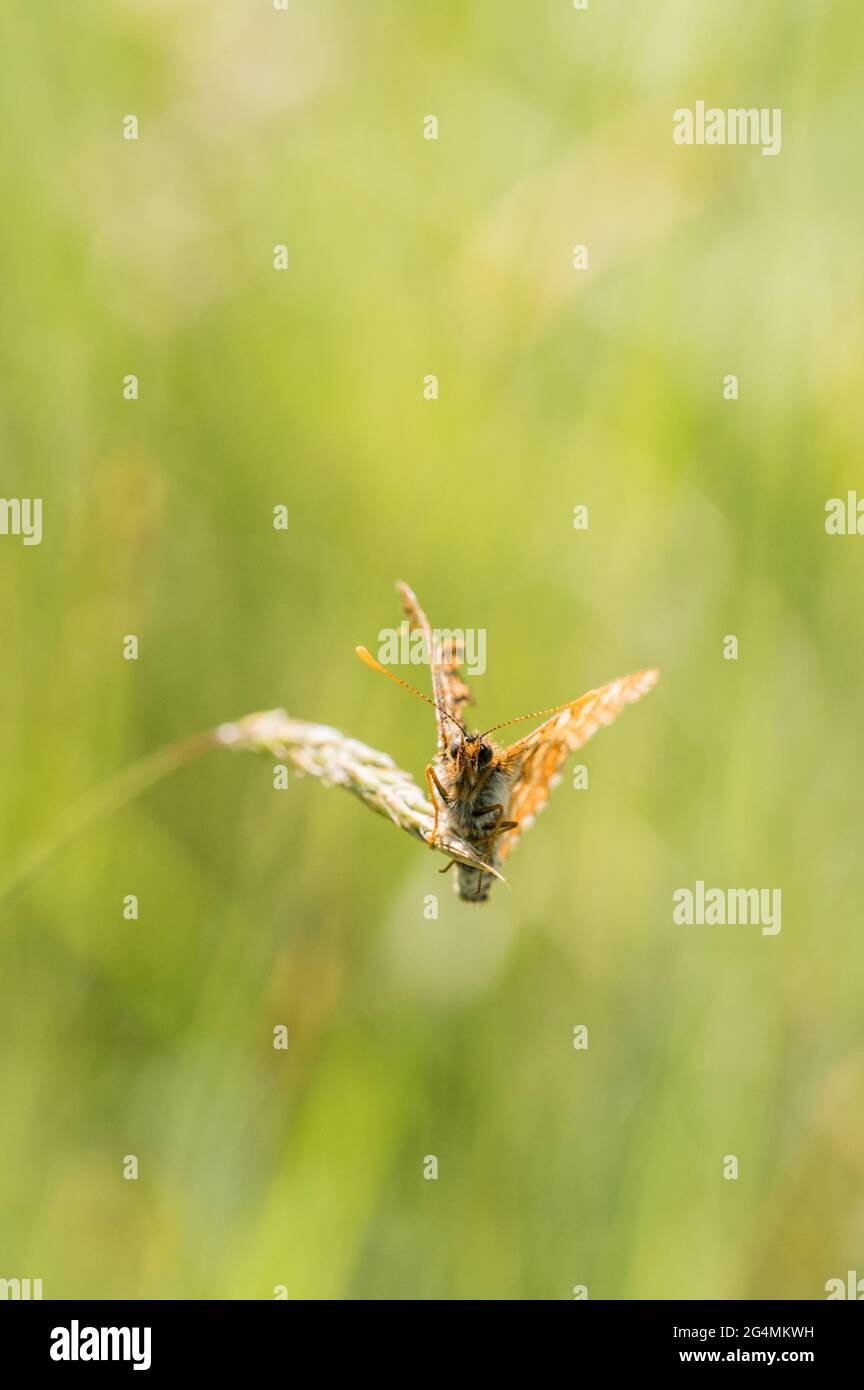Marsh fritillary butterfly resting and guarding territory Stock Photo