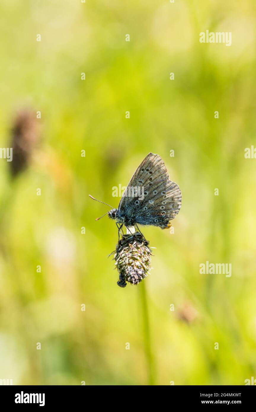 Worn male Common blue butterfly resting on Ribwort plantain flower head Stock Photo