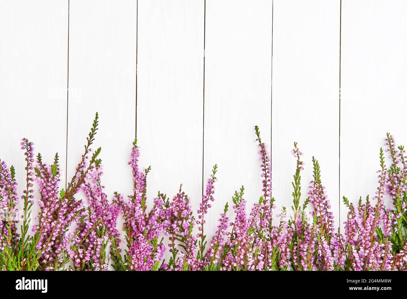 Pink Common Heather flowers border on a white wooden background. Copy space for text, top view. Flat lay, selective focus Stock Photo
