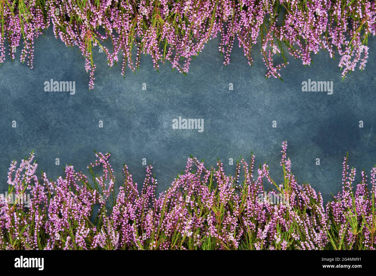 Pink Common Heather flowers frame on a blue background. Copy space for text, top view. Flat lay, selective focus Stock Photo