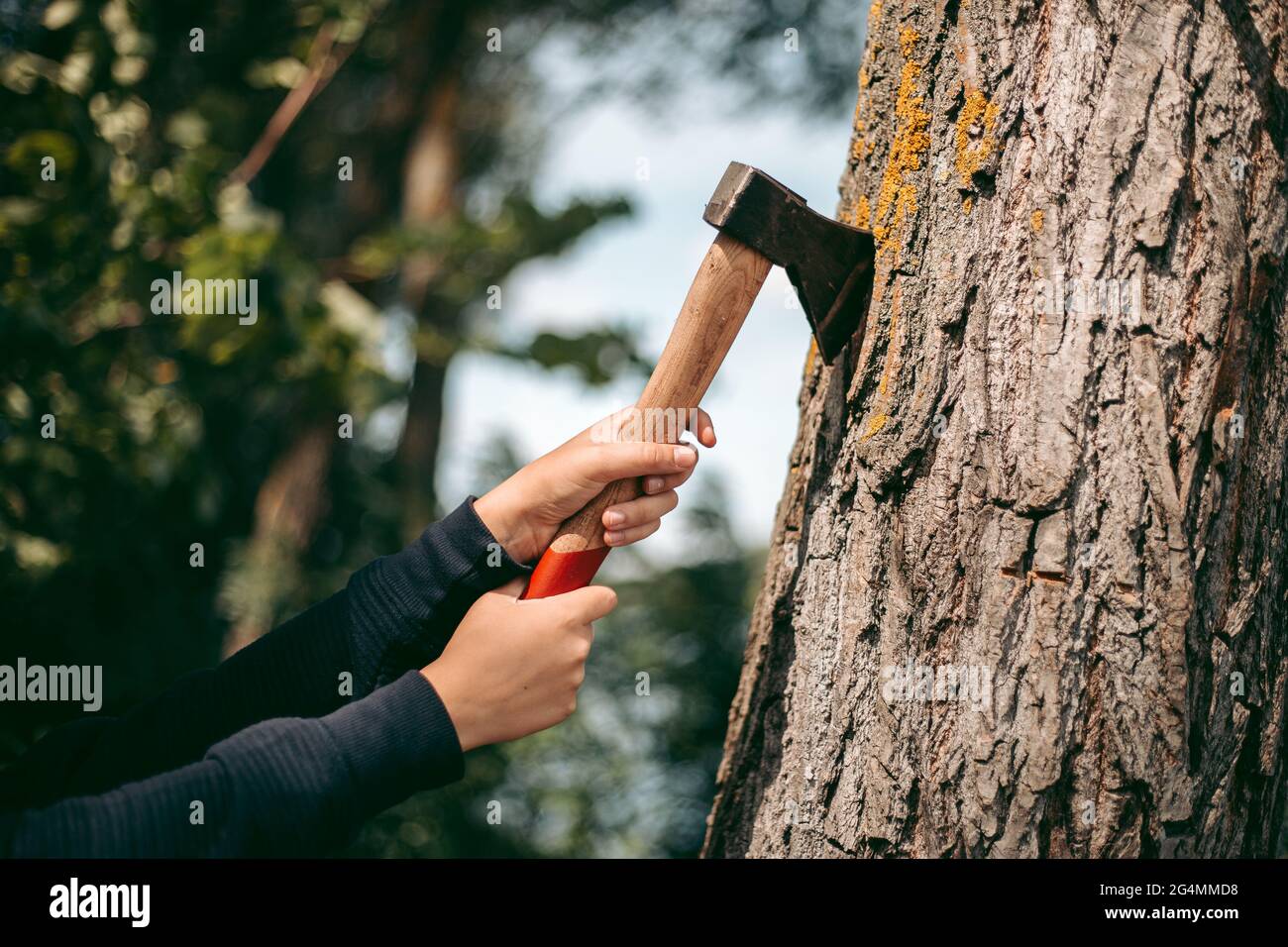 Metal stuck in a tree hi-res stock photography and images - Alamy