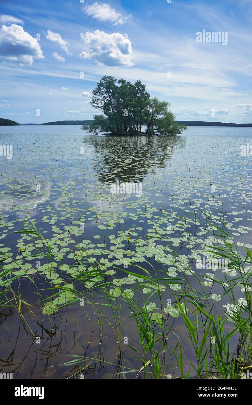 A lonely tree and water lilies in the calm Malaren lake in Sigtuna, Sweden Stock Photo