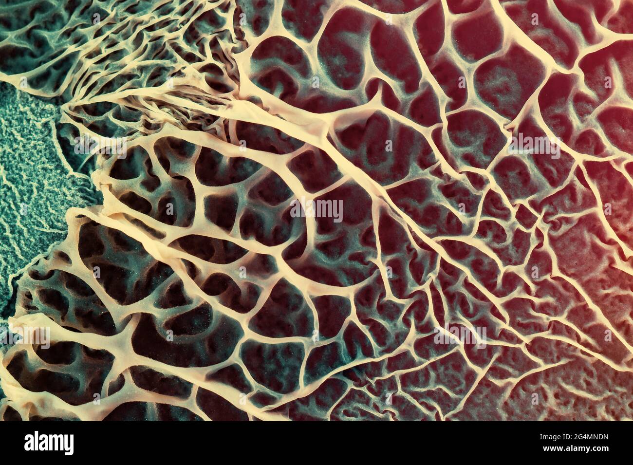 Growth of fungi that plastic for recycling in a petri dish