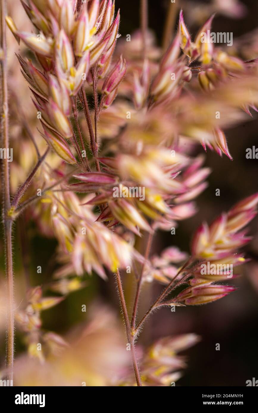 Grass seeds, seed head, macro photography, grasses, sedges, rushes