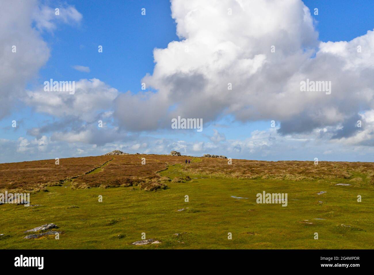 A thor in the Dartmoor National Park in Devon, UK Stock Photo Alamy