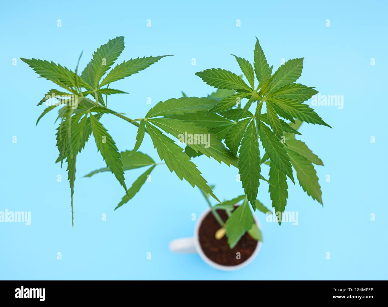 Cannabis plant on flower pot Cannabis plant Marijuana plant banner. Hemp or  cannabis plant in flower pot isolated on blue background Stock Photo - Alamy