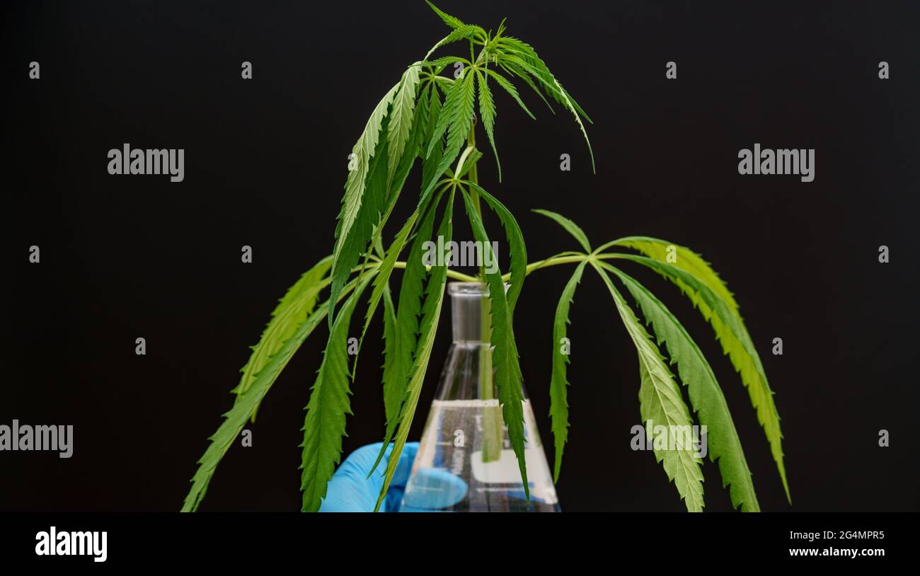 Marijuana leaf in a flask, cannabis in the hand of a laboratory assistant for researching the medicinal properties of a plant Stock Photo