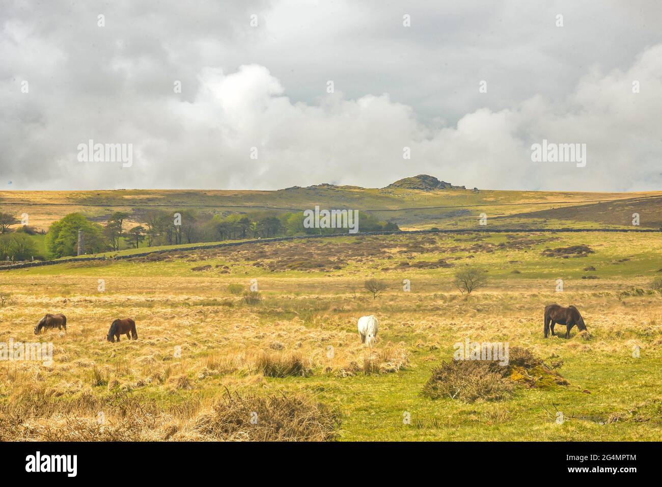 Wild horses in the Dartmoor National Park Stock Photo Alamy