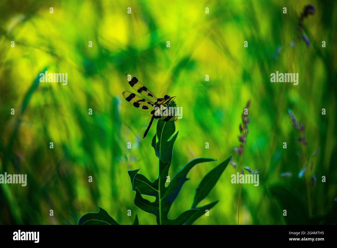 A resting dragonfly Stock Photo - Alamy