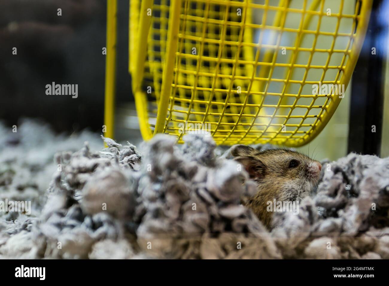 Young girl hamster hires stock photography and images Alamy