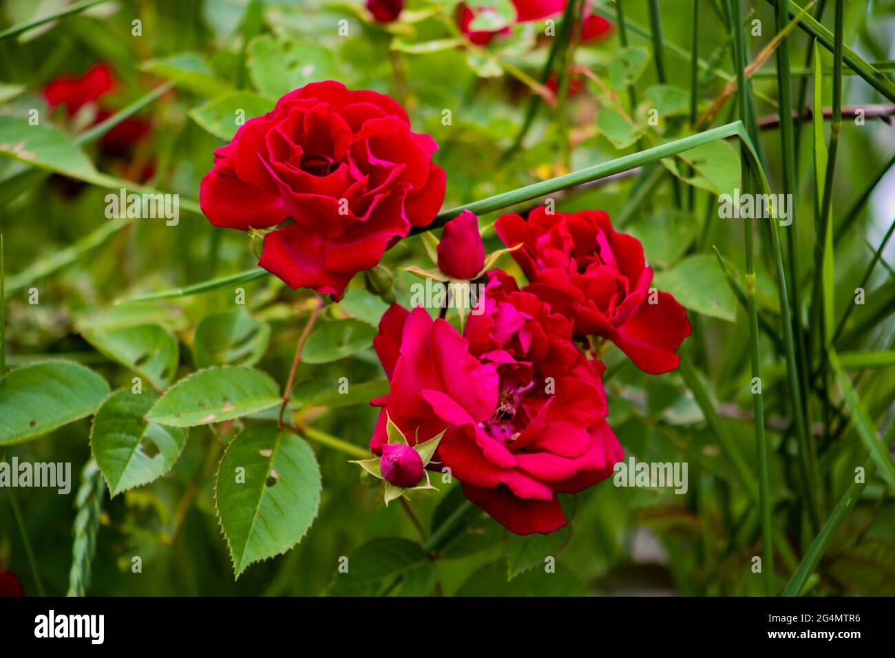Roses wallpaper hi-res stock photography and images - Alamy