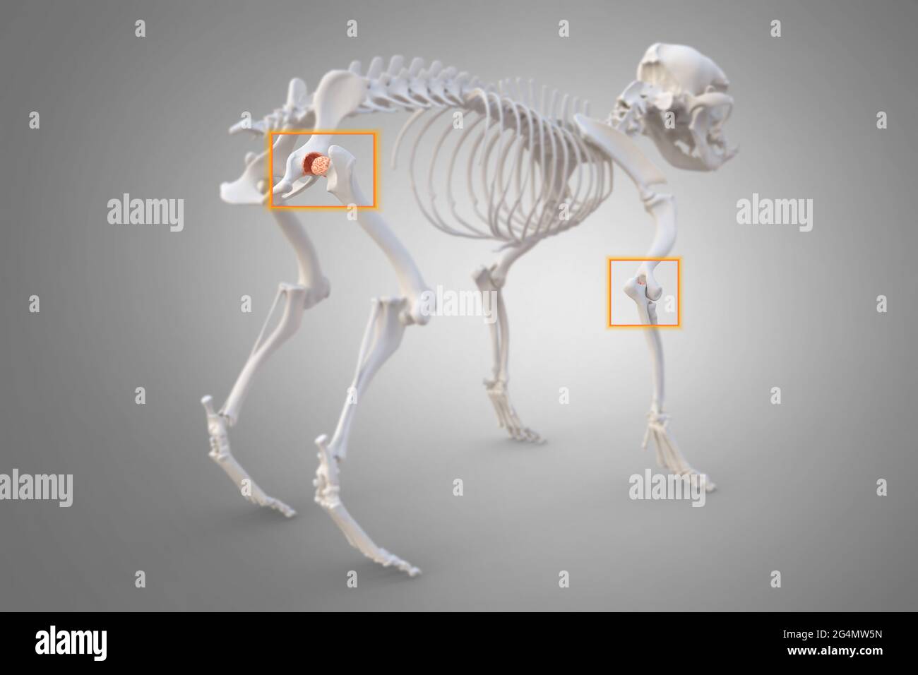 Canine Arthritis and Osteoarthritis joint inflammation, deterioration of joint in dogs, hip and