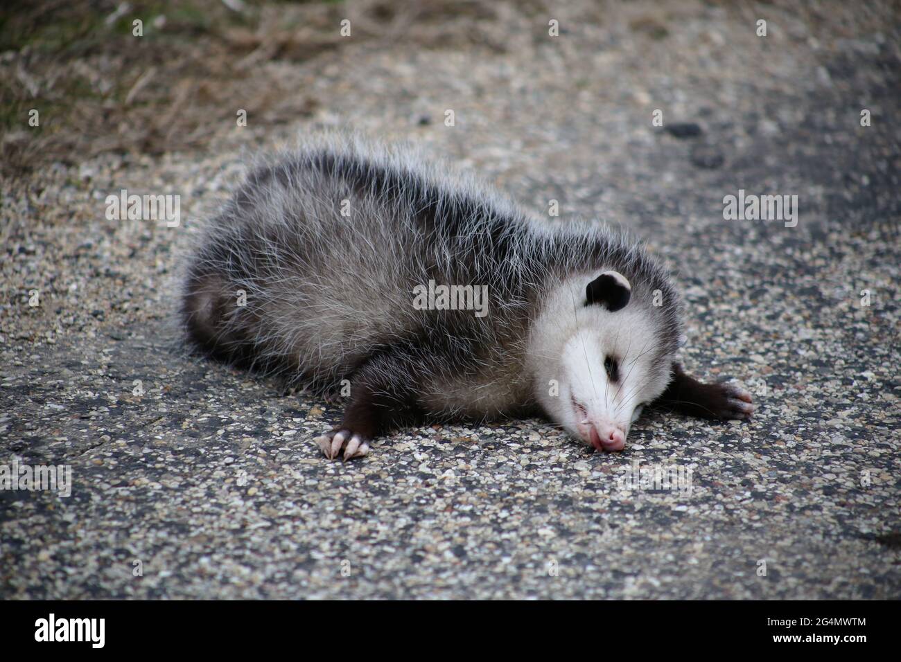 Playing Possum