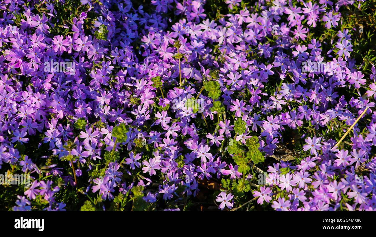 Vivid purple backdrop hi-res stock photography and images - Alamy