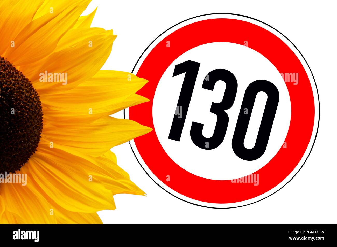 Sunflower and traffic sign speed limit 130 isolated on white background Stock Photo