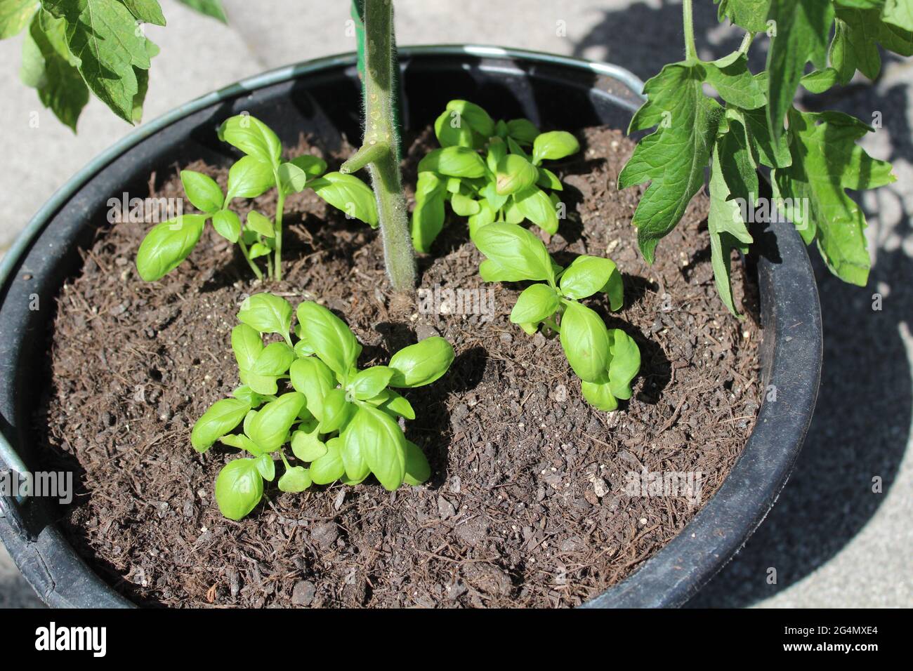 tomato plant and basil in an bucket Stock Photo Alamy