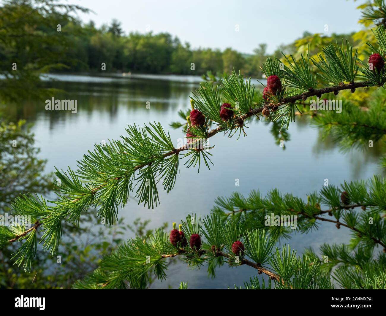 Larch overlooking lake in the Pocono Mountains of Pennsylvania Stock Photo