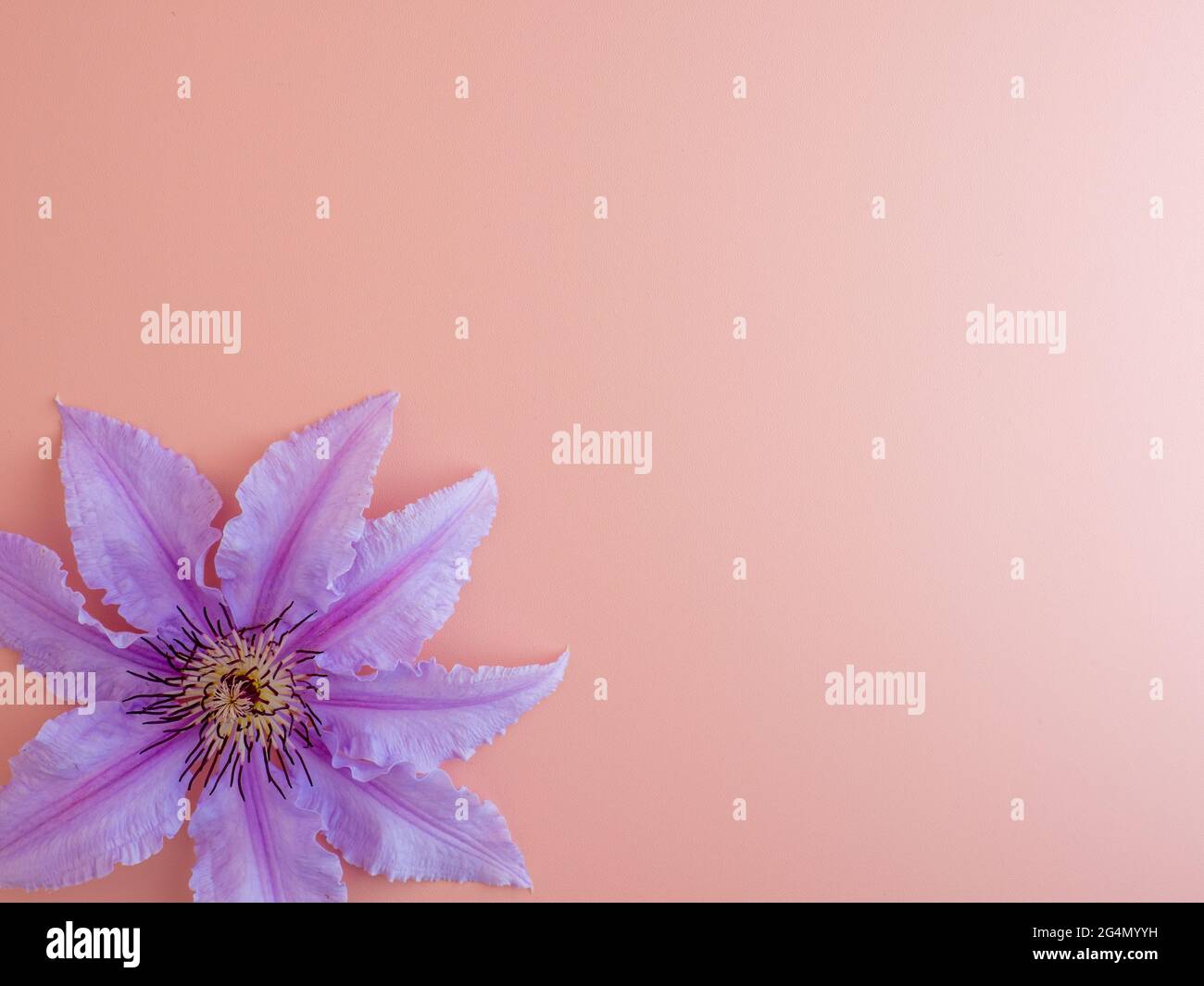 Feminine flower hires stock photography and images Alamy