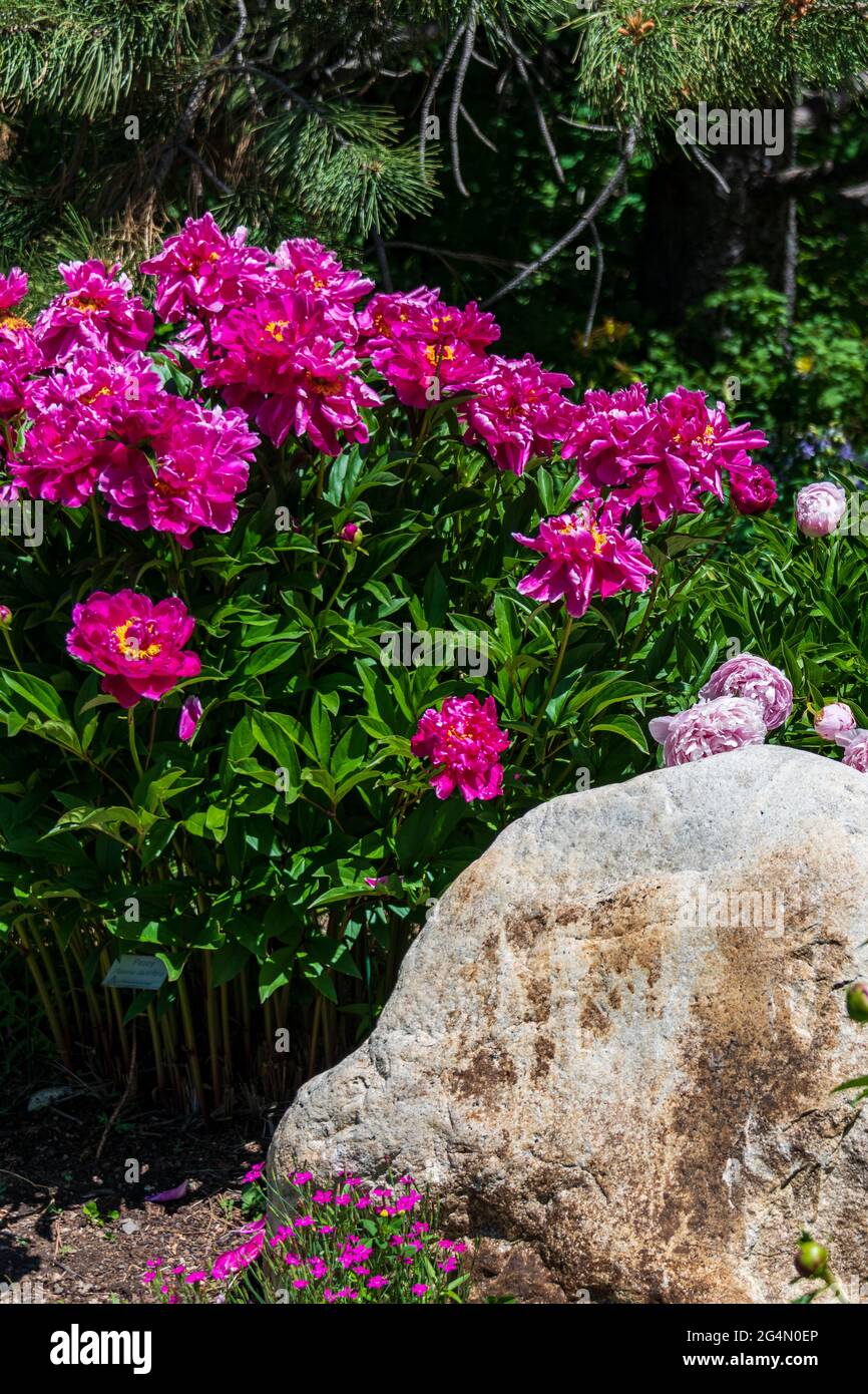 Pink Peonies Blooming in the summer sun Stock Photo - Alamy