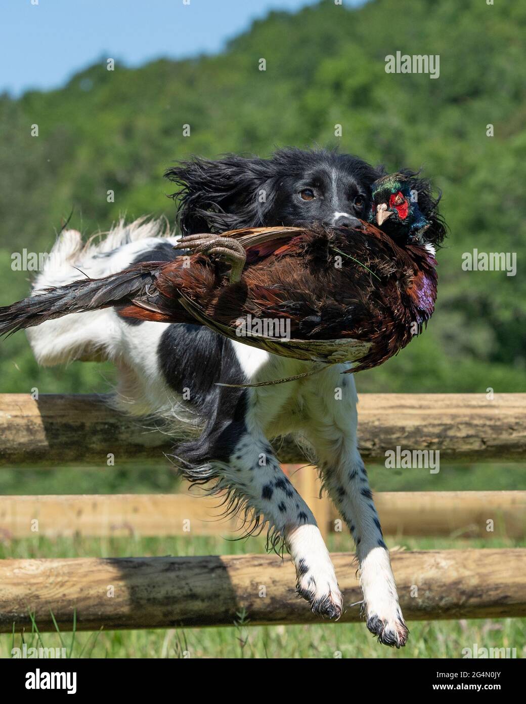 English springer spaniel jumping a fence with a shot pheasant Stock Photo