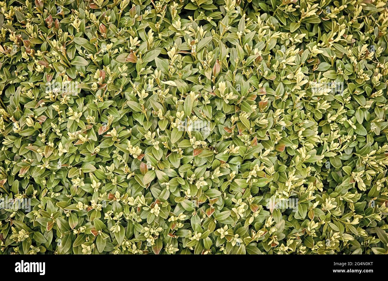 Green leaves wall hedge as background of fresh boxwood. Bright shiny