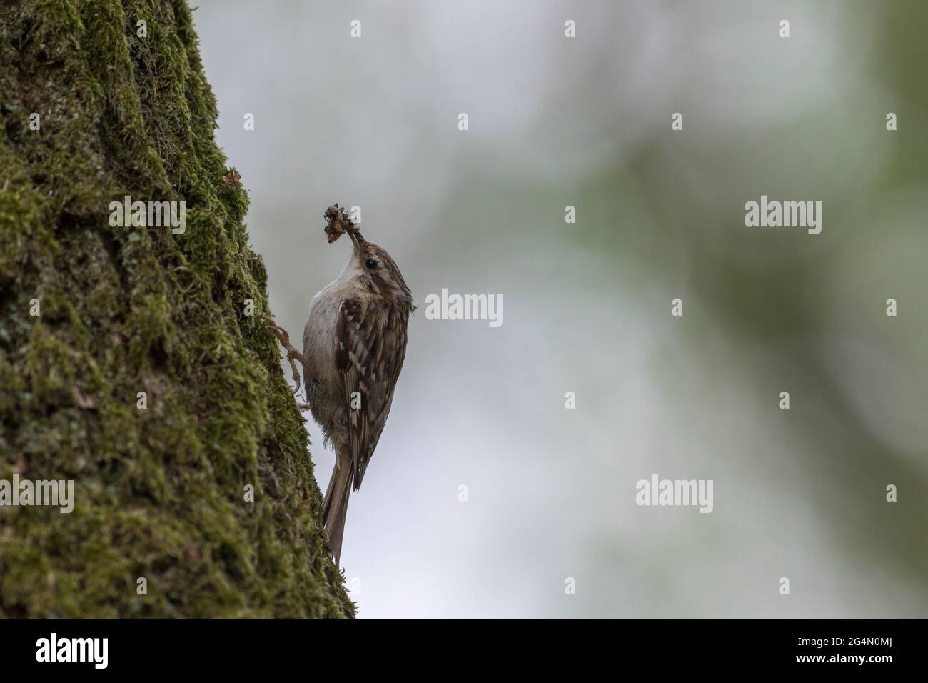A Treecreeper with a beak full of food Stock Photo