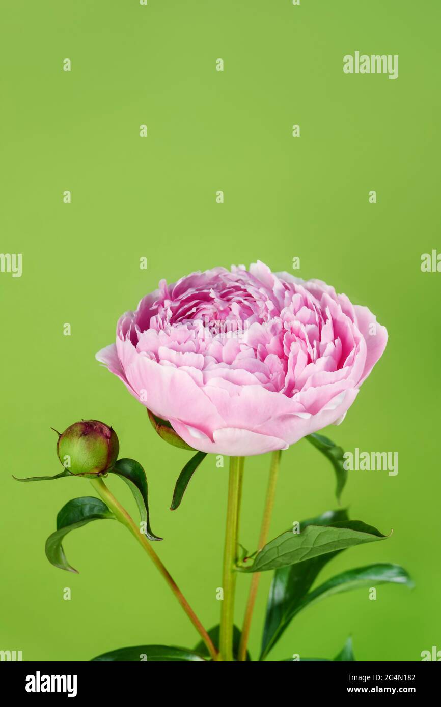 Pink peony on a green background. Front view Stock Photo - Alamy