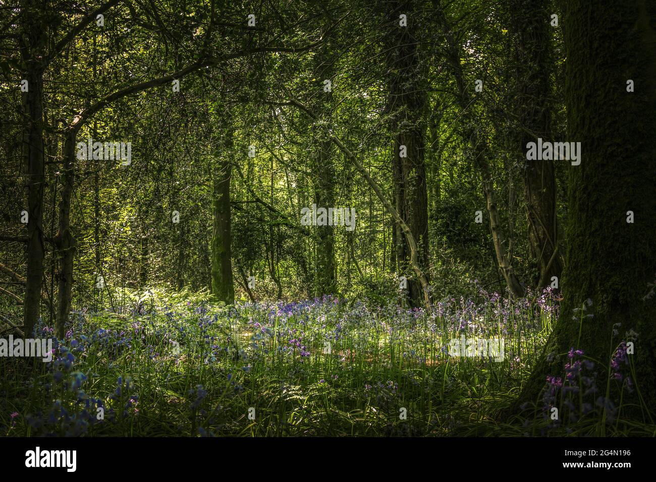 Irish Landscape. Bluebell wood, Bluebells (Hyacinthoides non-scripta) in Ballyfad Forest, North Wexford, Ireland. Stock Photo