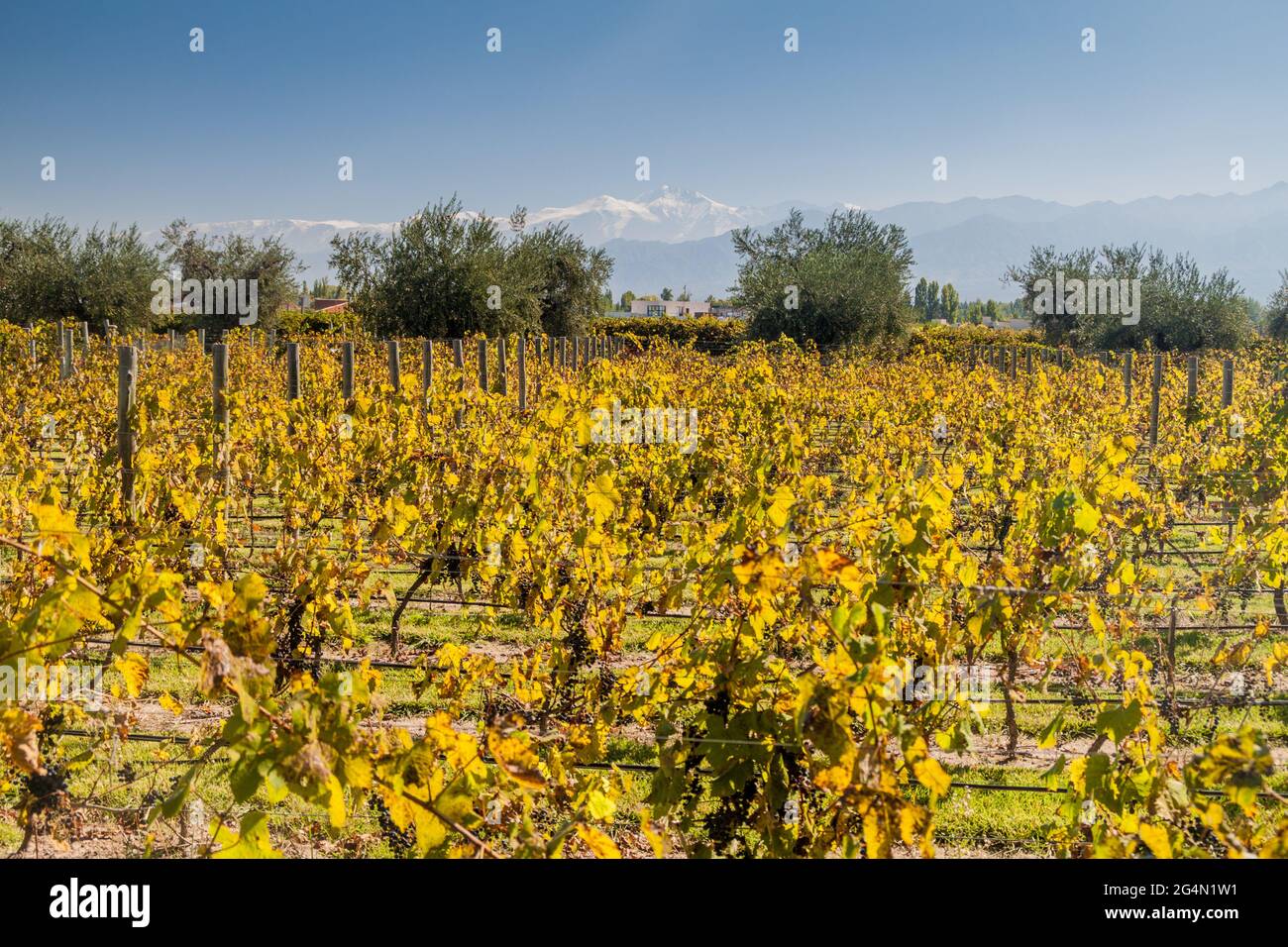 Vineyard near Mendoza, Argentina. Andes mountains in the background. Stock Photo